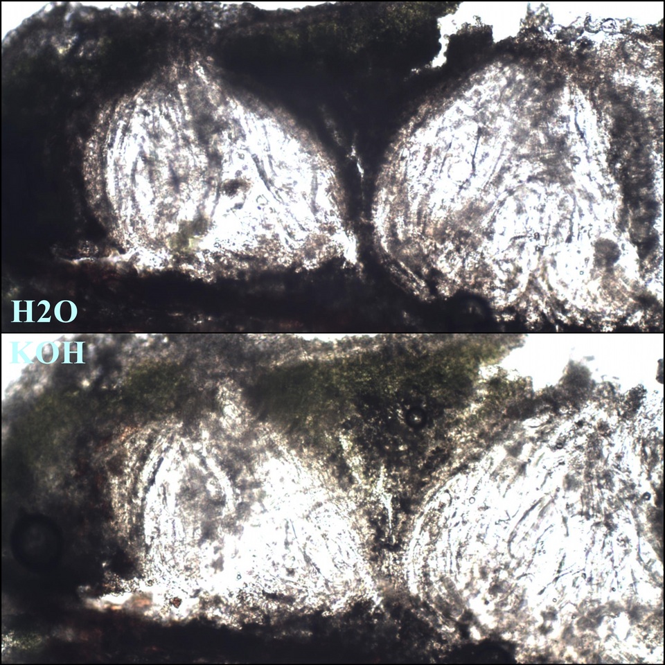 Pertusaria heterochroa image
