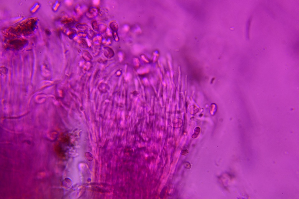Everhartia image
