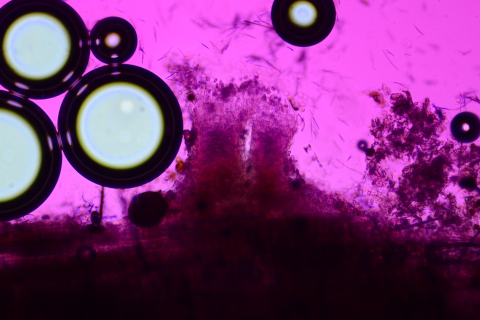Everhartia image