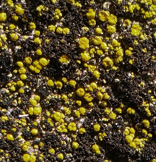 Candelariella dispersa image