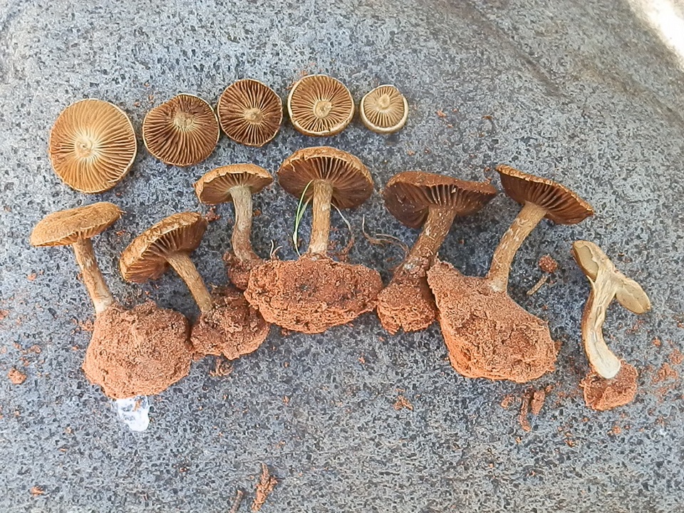 Mallocybe fulvoumbonata image