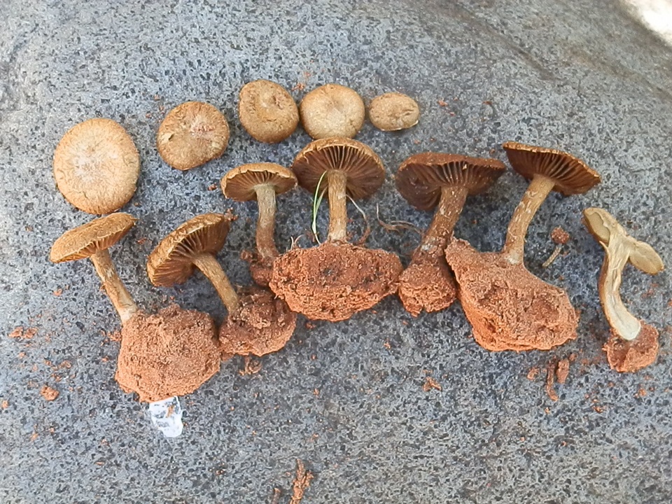 Mallocybe fulvoumbonata image