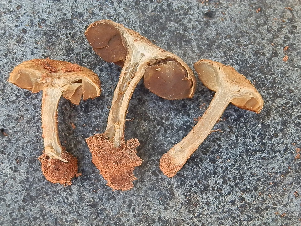 Mallocybe fulvoumbonata image