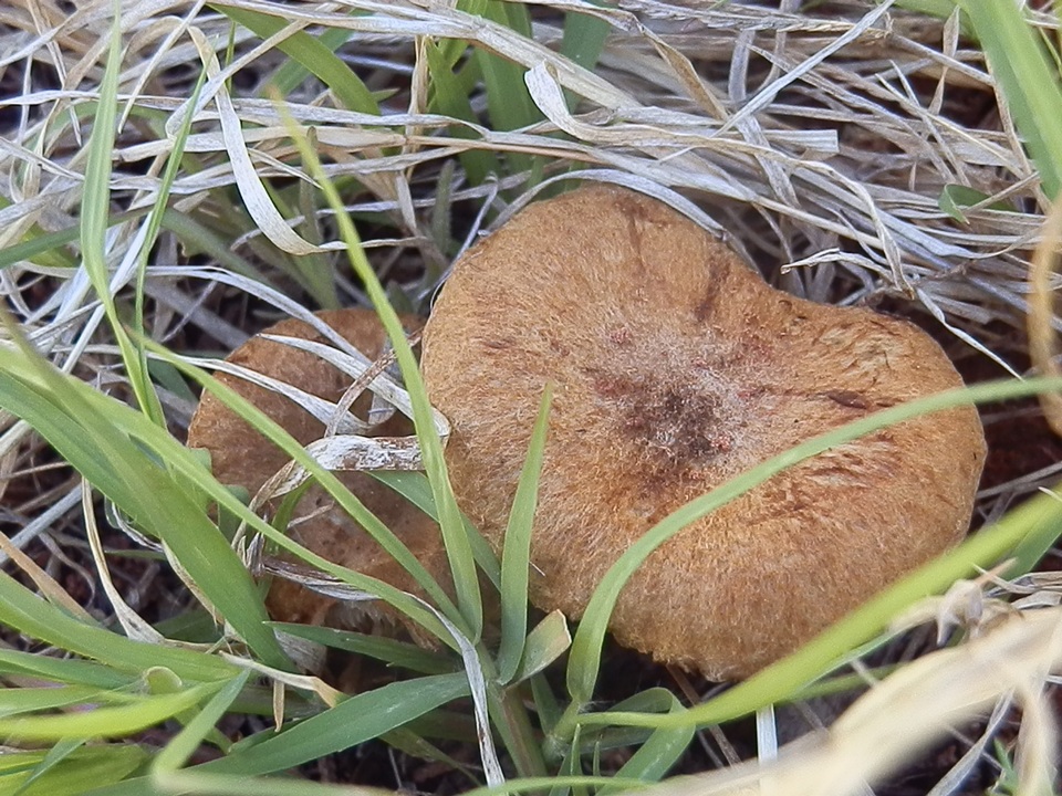 Mallocybe fulvoumbonata image