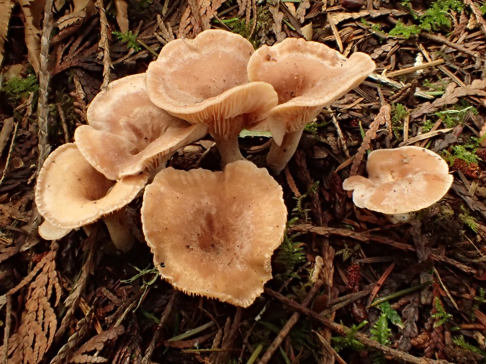 Clitocybe radicellata image