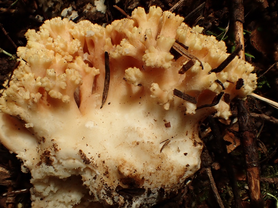 Ramaria rubricarnata image