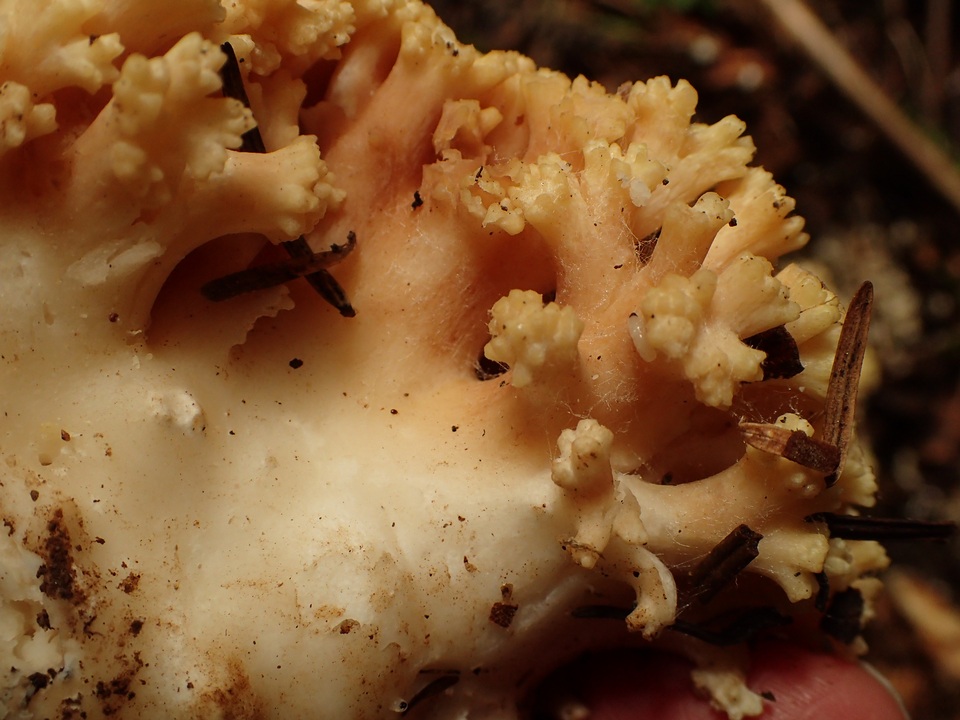 Ramaria rubricarnata image