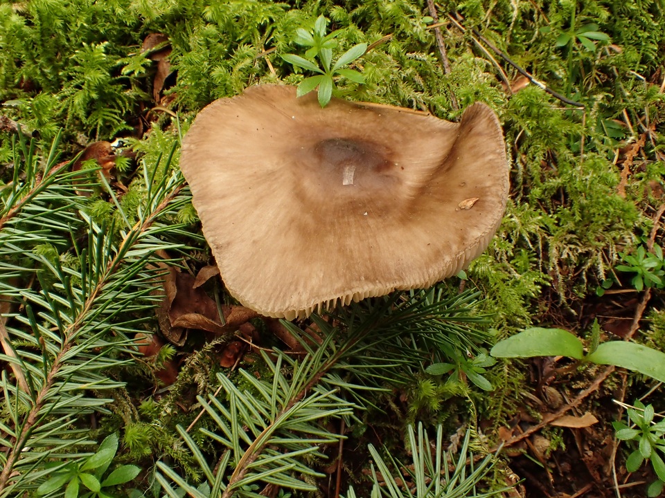 Pluteus brunneidiscus image