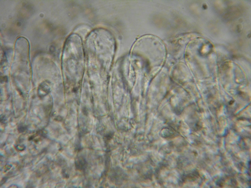 Pluteus brunneidiscus image