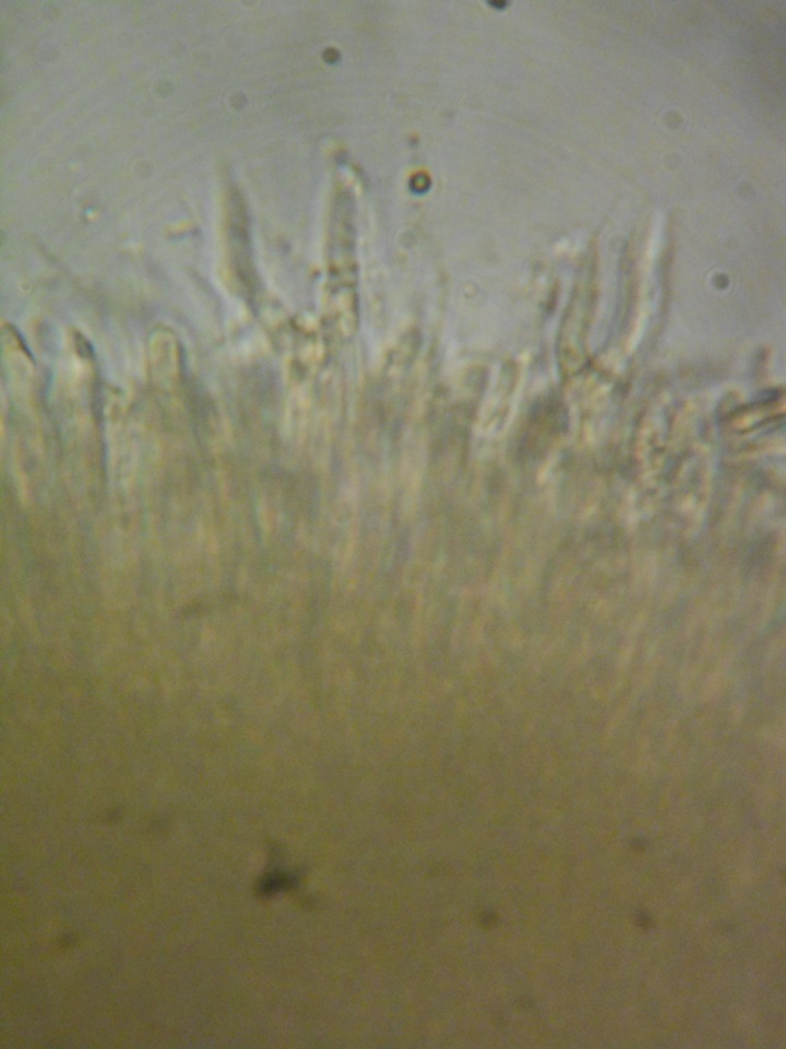 Heterotextus luteus image