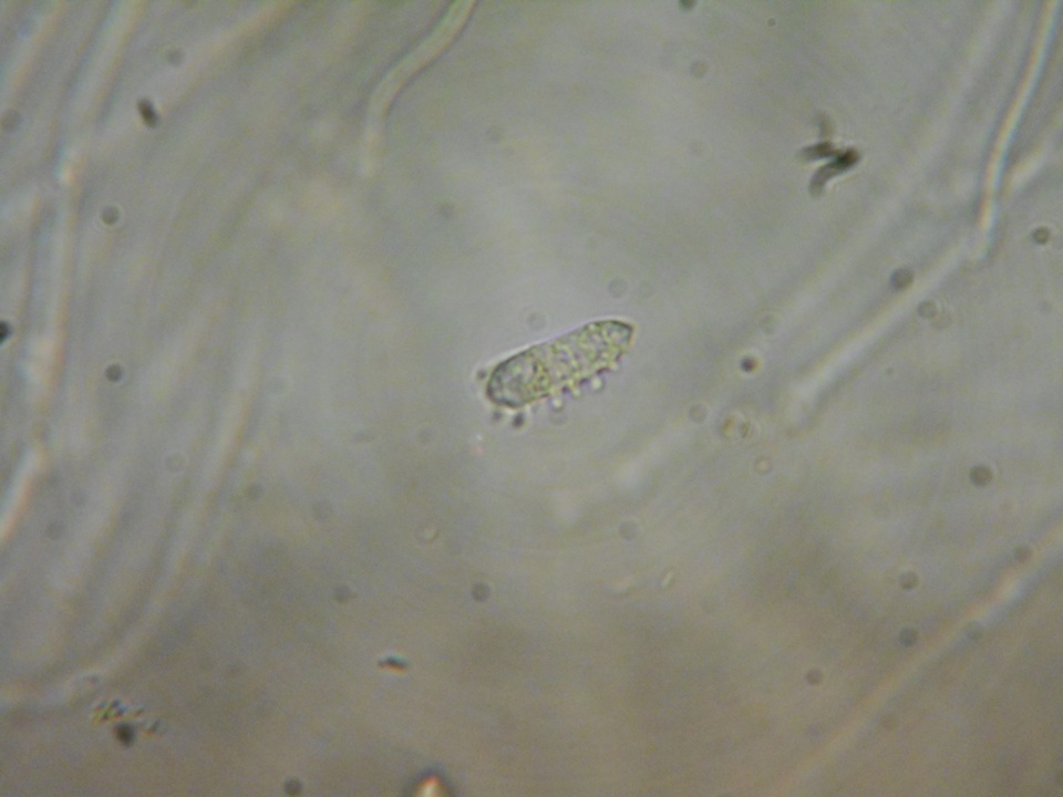Heterotextus luteus image