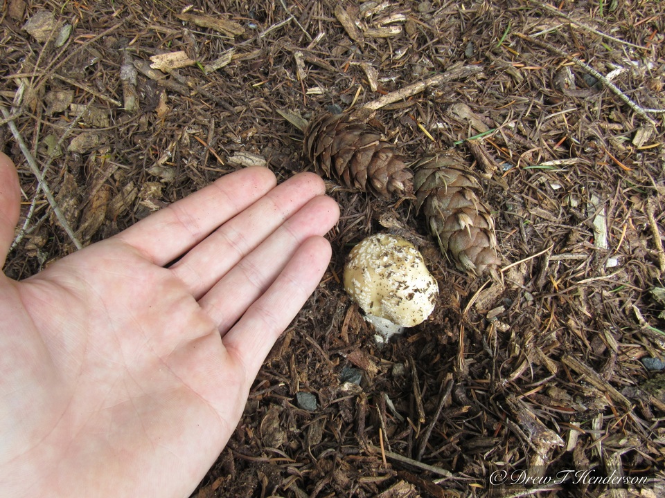 Amanita pantherinoides image