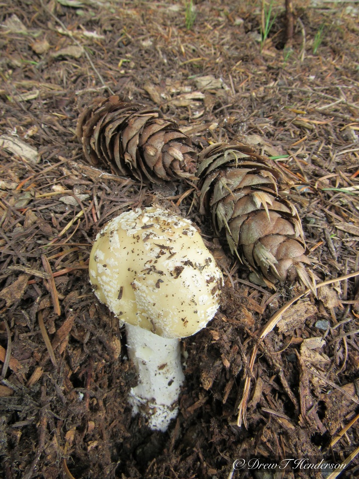 Amanita pantherinoides image