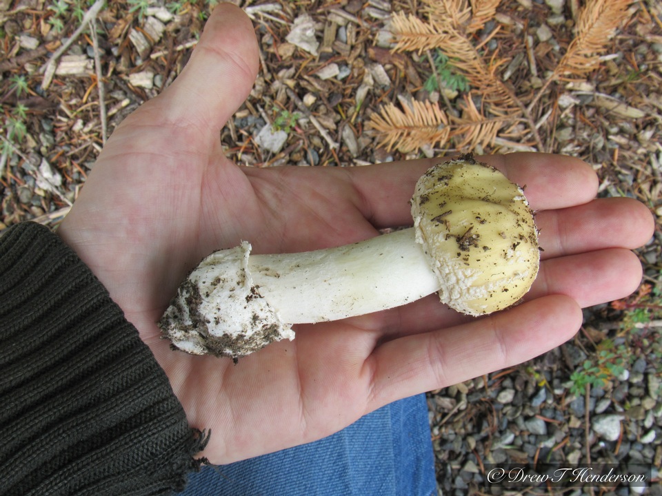 Amanita pantherinoides image