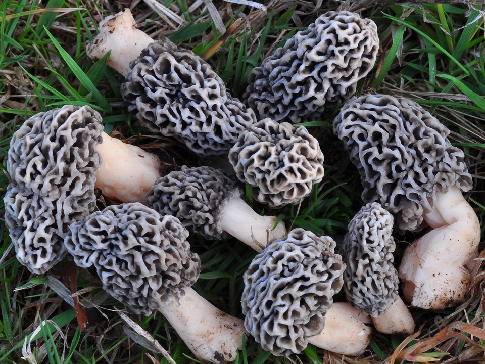 Morchella prava image