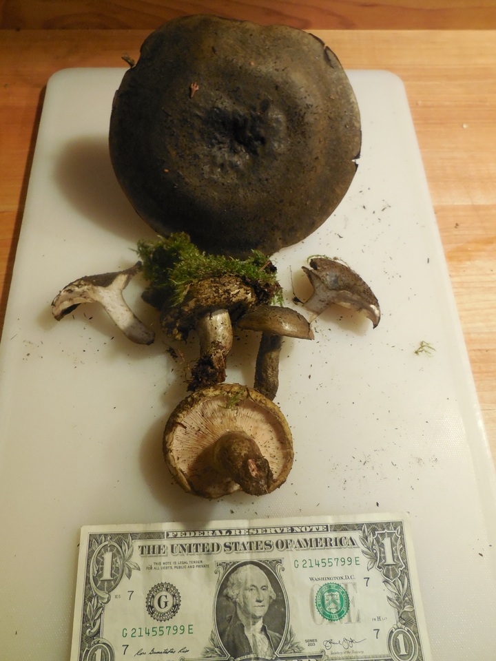 Lactarius olivaceoumbrinus image
