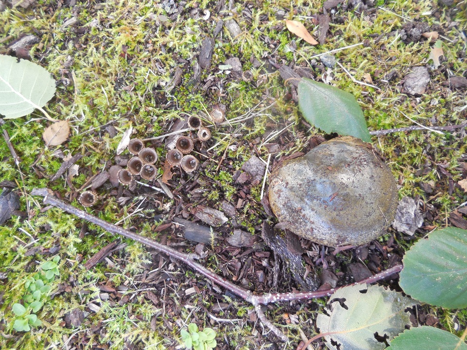Lactarius olivaceoumbrinus image