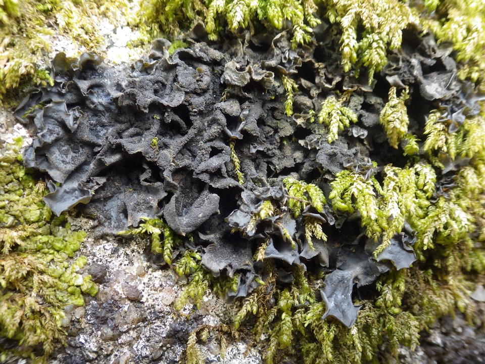 Leptogium hibernicum image