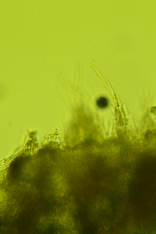 Arachnopeziza trabinelloides image