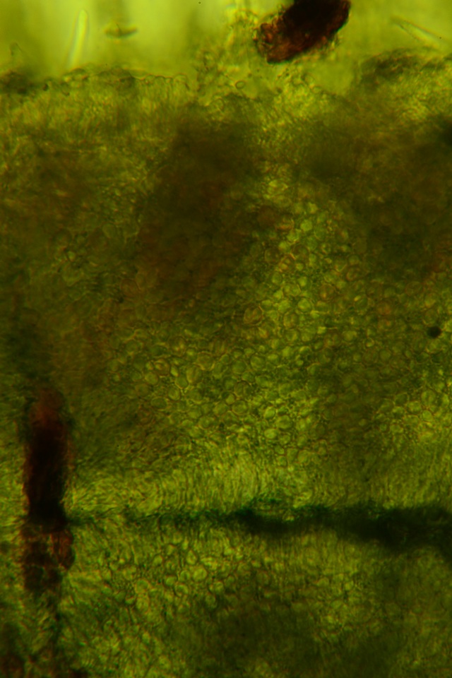 Arachnopeziza trabinelloides image