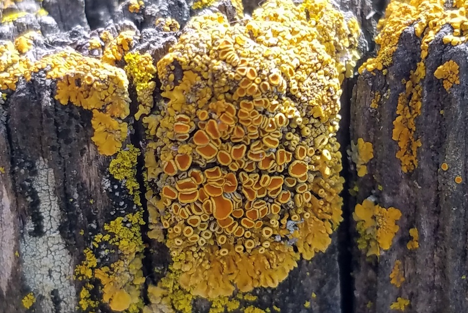 Xanthoria tenax image