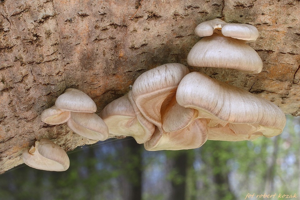 Pleurotus calyptratus image