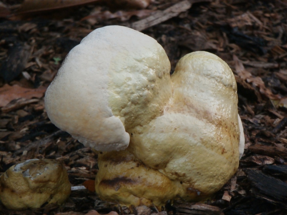 Ganoderma colossus image