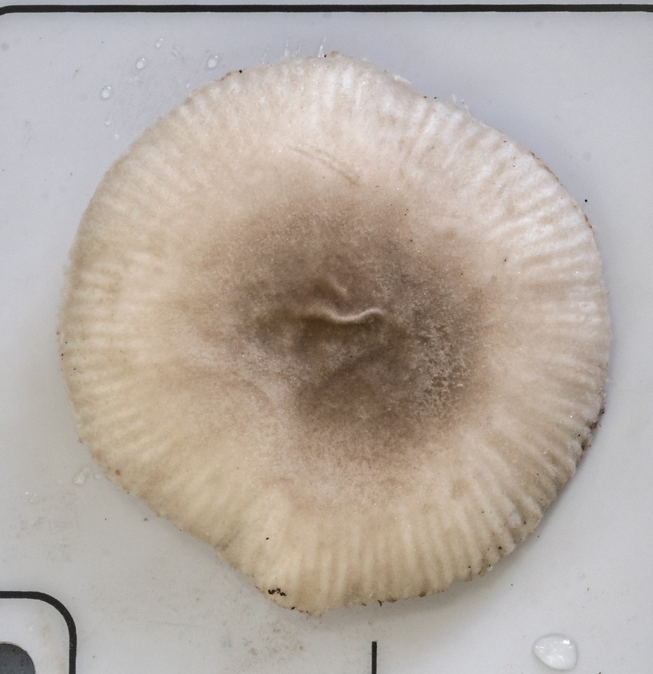 Amanita subvaginata image