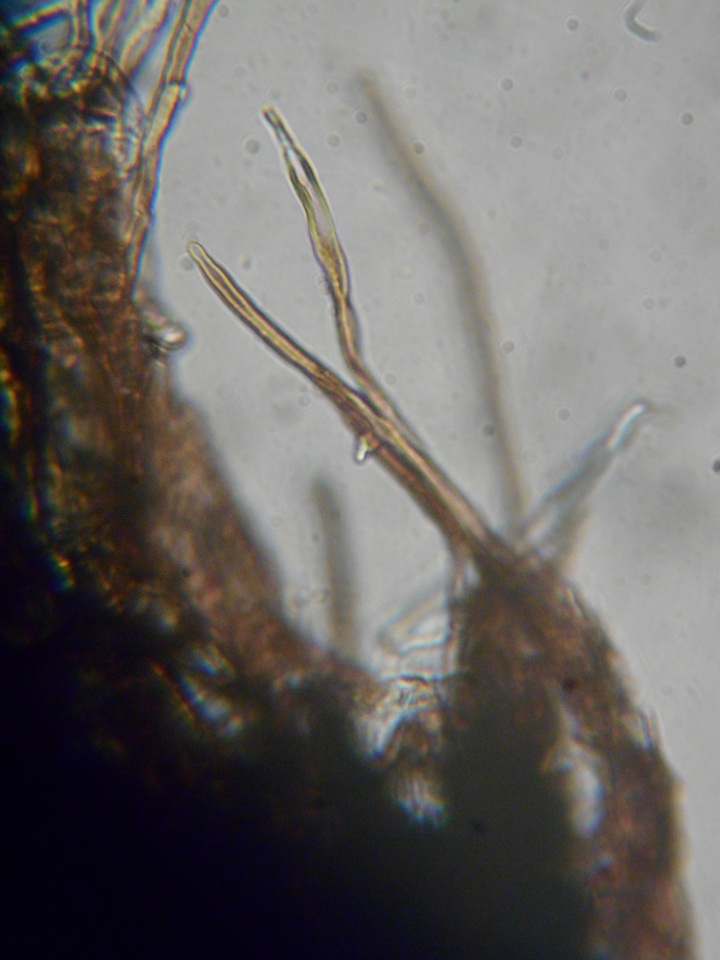 Veluticeps fimbriata image