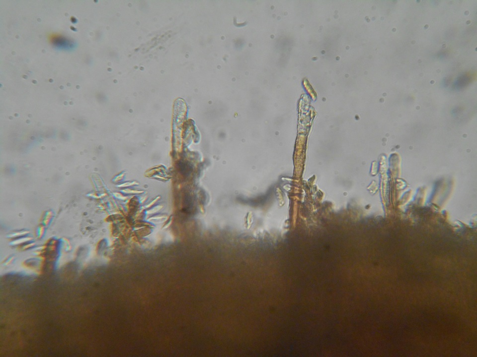 Veluticeps fimbriata image