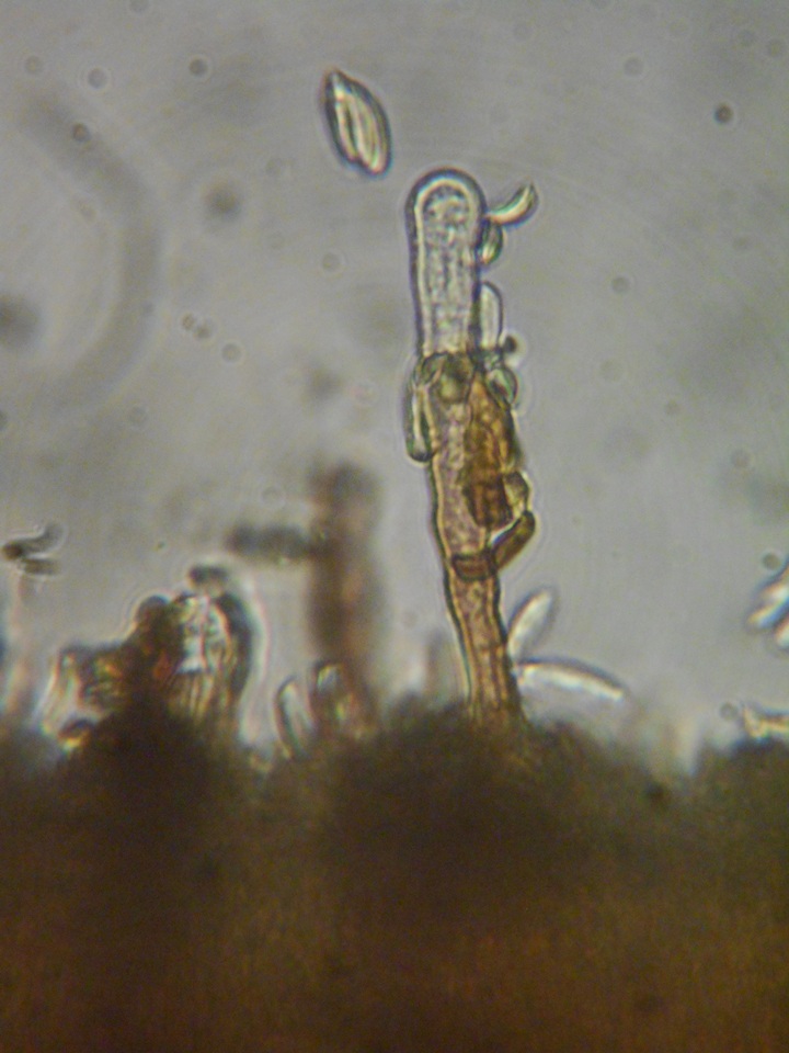 Veluticeps fimbriata image