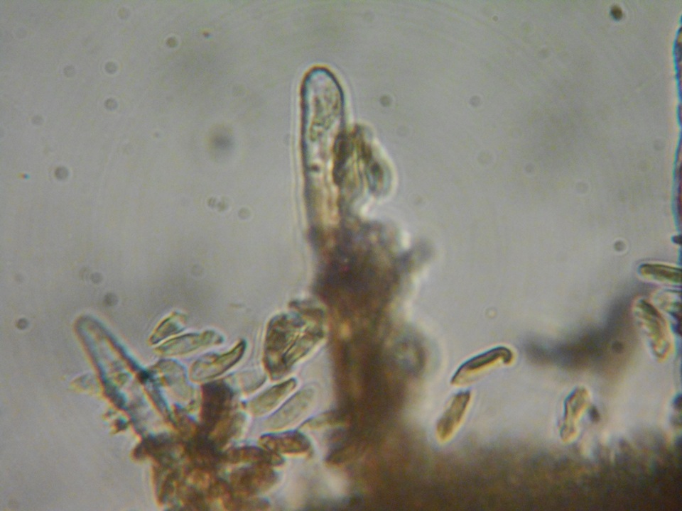 Veluticeps fimbriata image