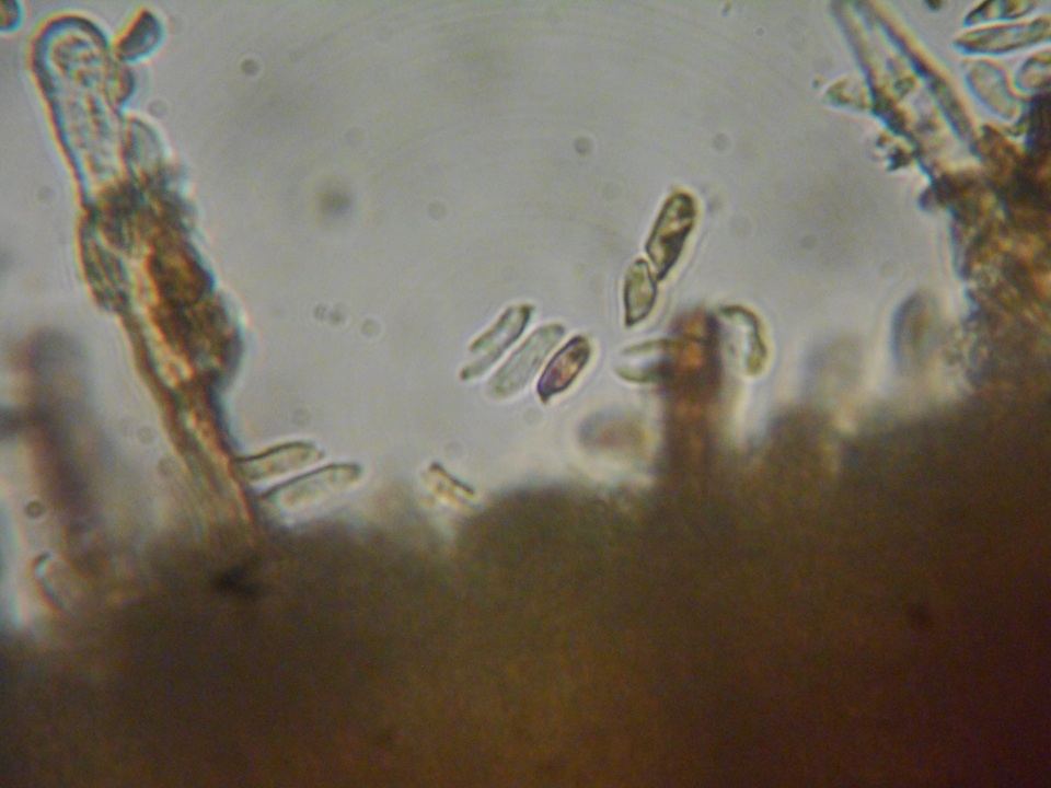 Veluticeps fimbriata image