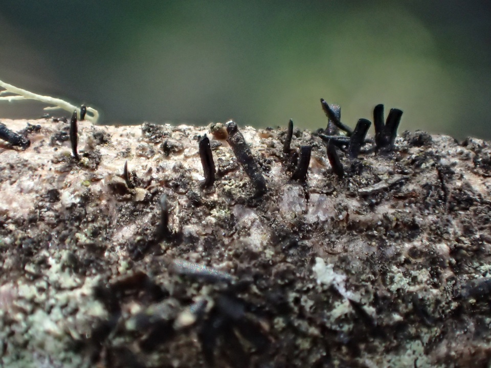 Glyphium elatum image