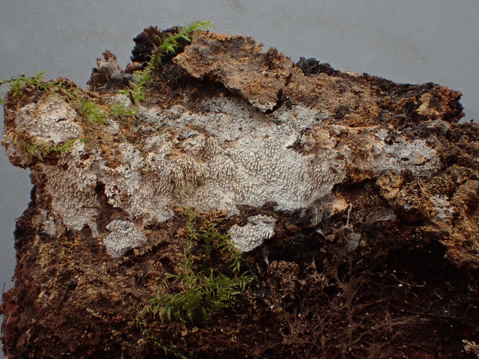 Trechispora farinacea image