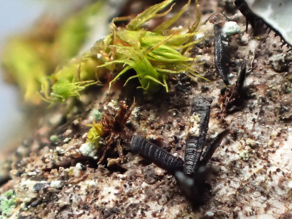 Glyphium elatum image