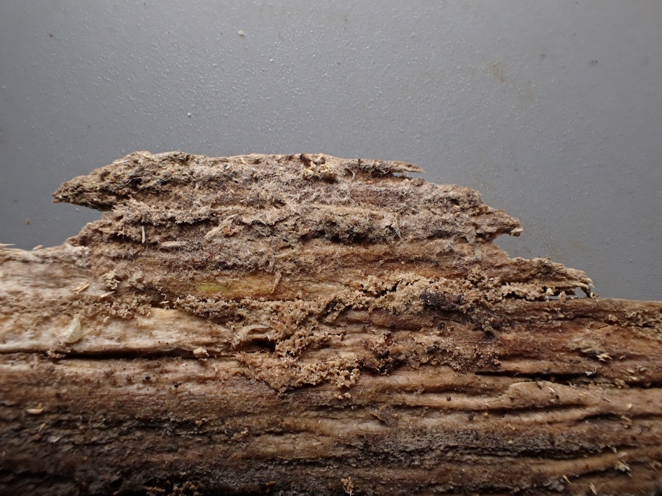 Galzinia pedicellata image