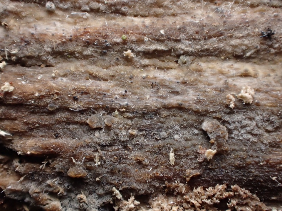 Galzinia image