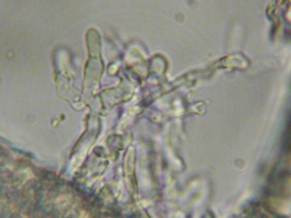 Galzinia pedicellata image