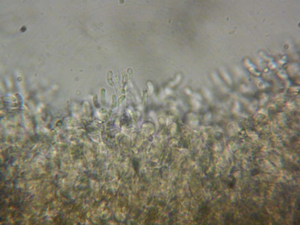 Galzinia pedicellata image