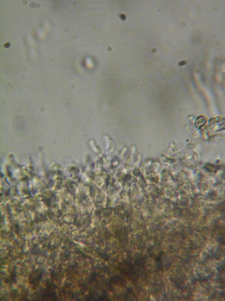 Galzinia image