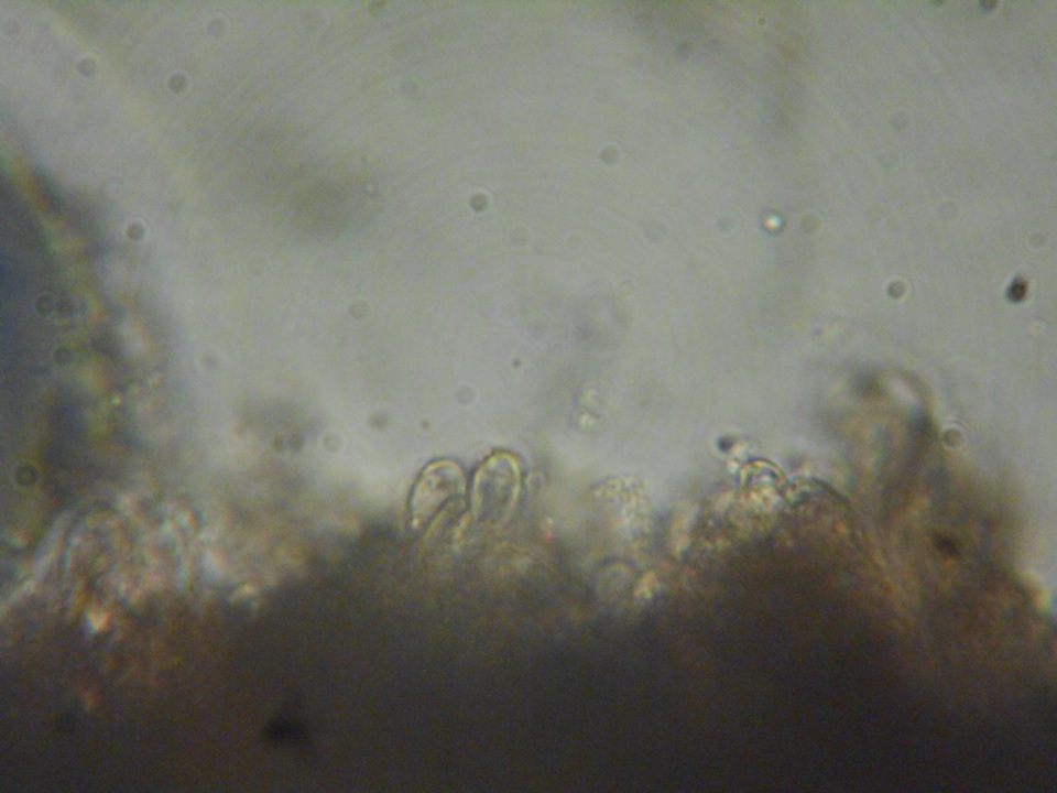 Inocephalus cystomarginatus image