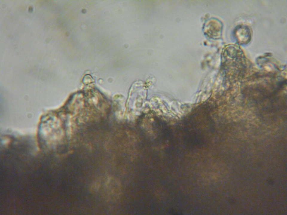 Inocephalus cystomarginatus image