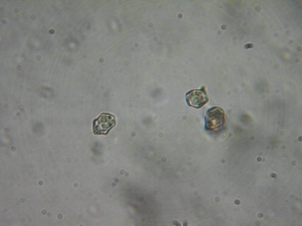 Inocephalus cystomarginatus image