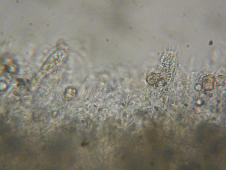 Inocephalus cystomarginatus image