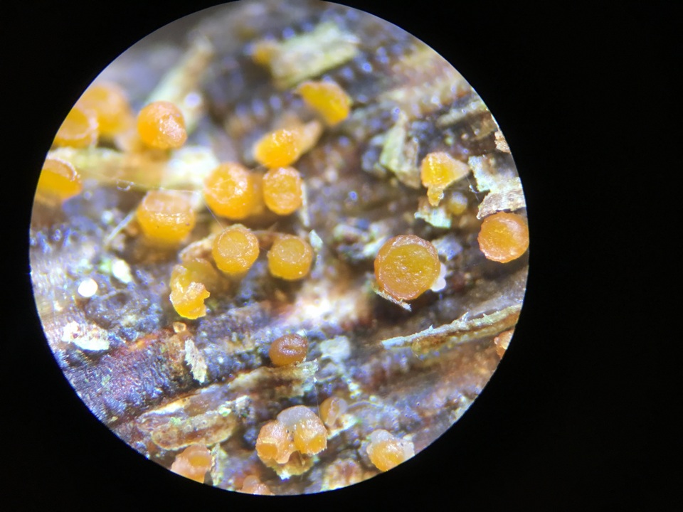 Stamnaria americana image