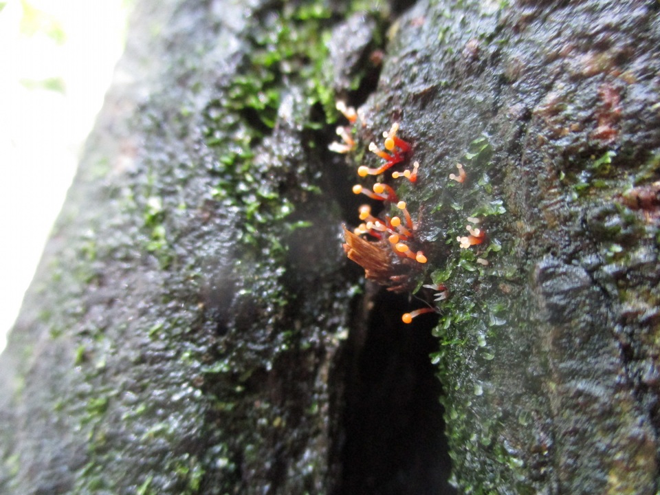 Stilbella aleuriata image
