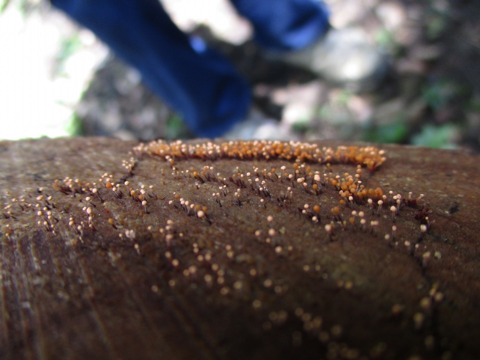 Stilbella aleuriata image