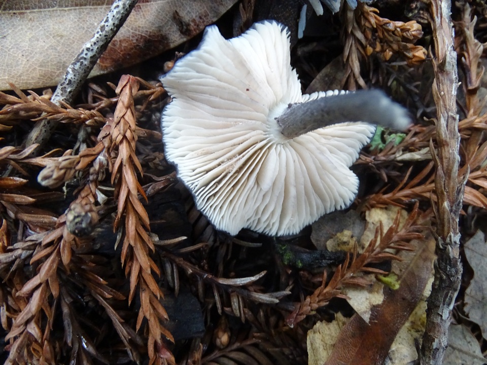 Leptonia cyanea var. occidentalis image