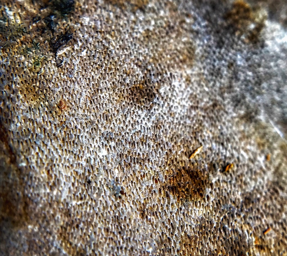 Fomitiporia tsugina image